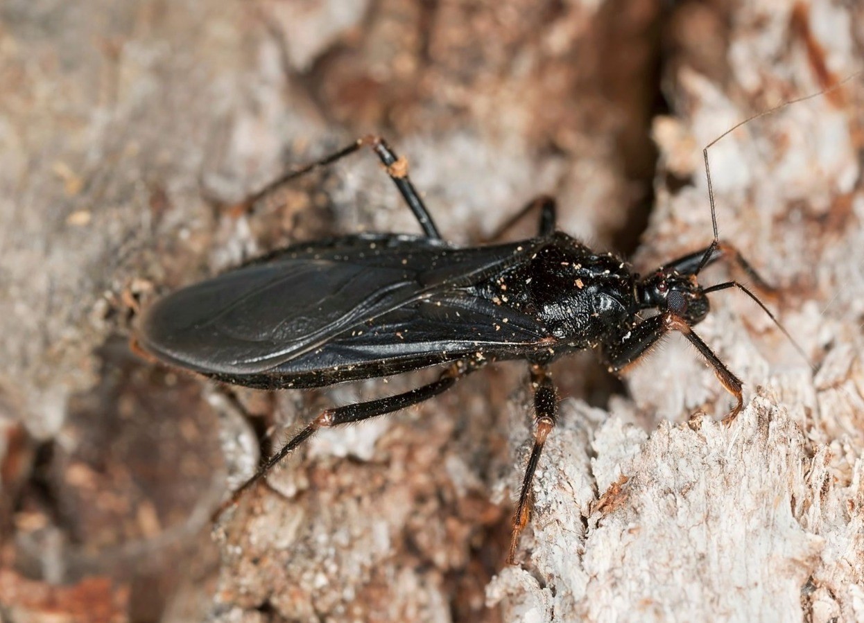 La 'chinche besucona' es cómo coloquialmente se le conoce al insecto conocido científicamente como Triatoma sanguisuga. Foto: NatGeo.