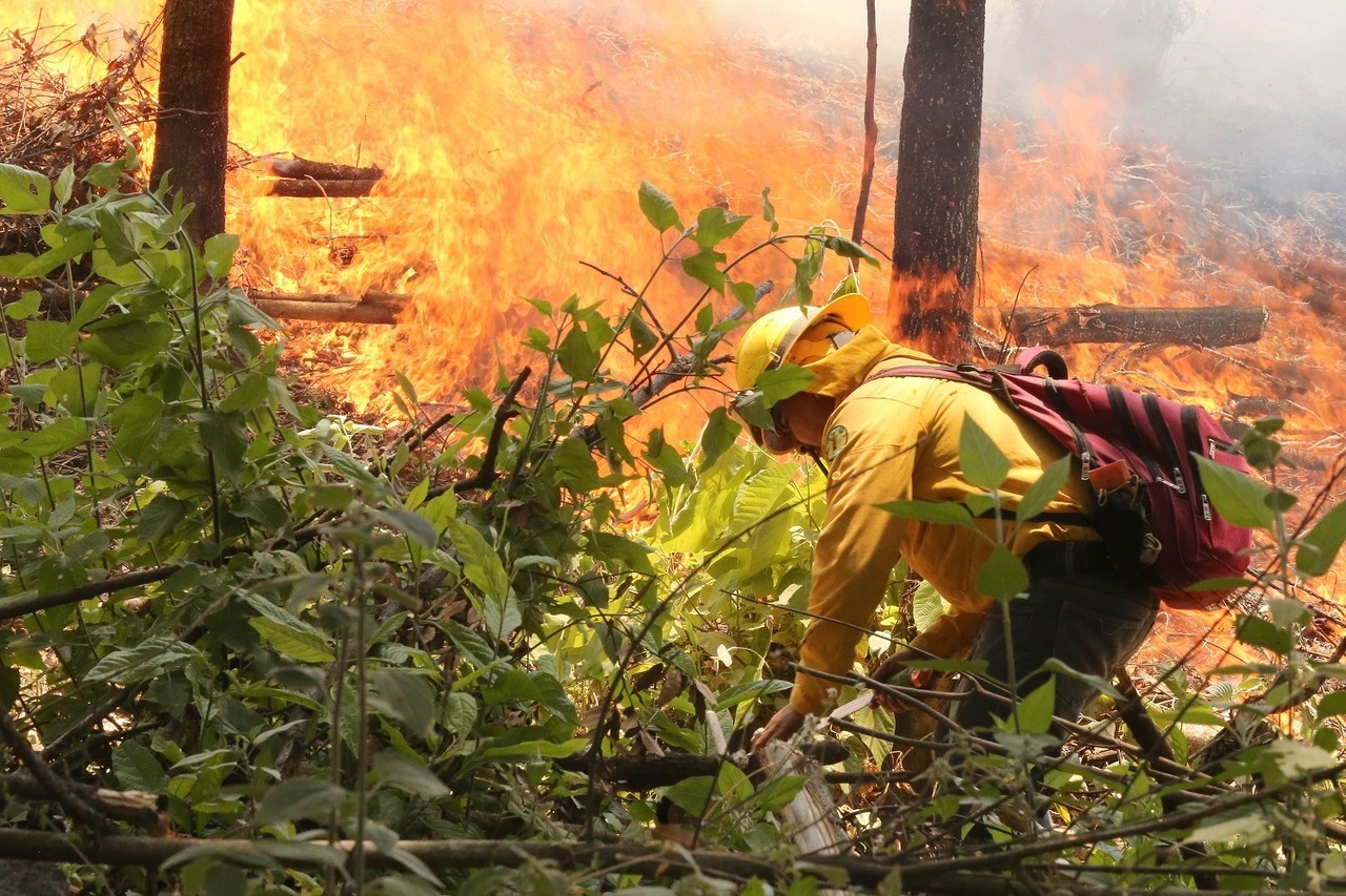 El viento es una de las mayores complicaciones en el combate a los incendios forestales. Foto: Probosque