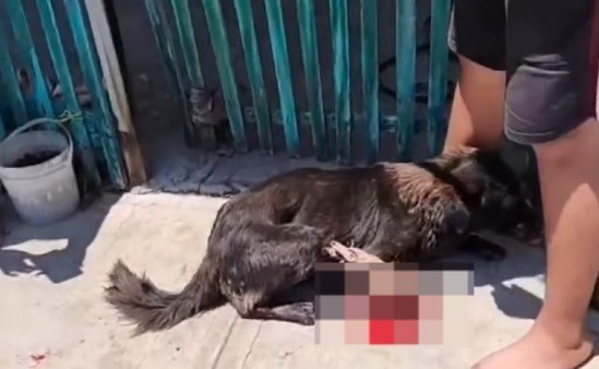 El pasado fin de semana se registró un caso de maltrato animal en el fraccionamiento Piedra de Agua luego que un sujeto le cortara la patita a un perro.- Foto de redes sociales