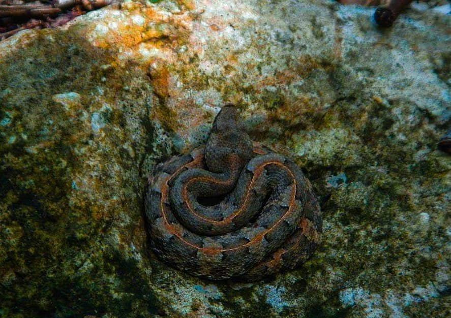 Serpiente común de la zona de Yucatán. Foto: Cortesía