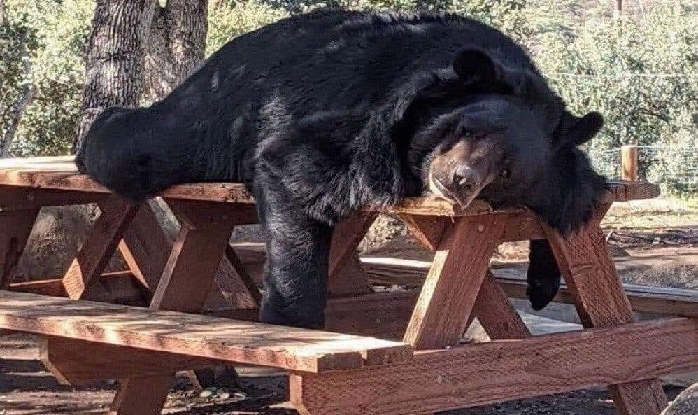 El oso pardo descansando sobre una banca de madera. Foto: X @maximiliano1_mx.