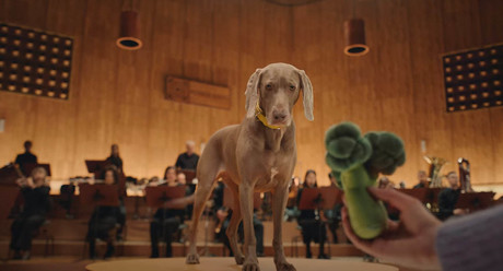VIDEO: ¿Una orquesta dirigida por perritos? Así suena este divertido experimento