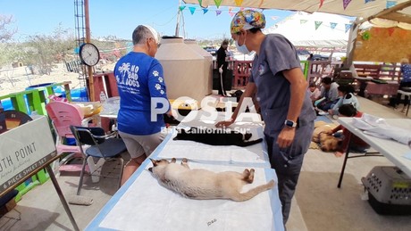 Unen esfuerzos en campaña de esterilización canina y felina en Los Cabos