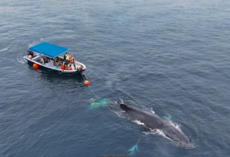 Esfuerzo conjunto rescata a dos ballenas jorobadas enmalladas en La Paz