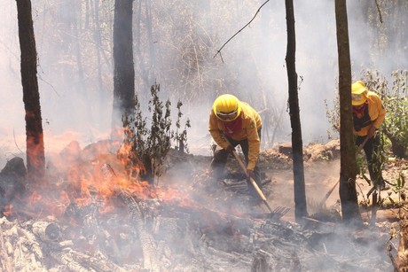 Probosque: Descuido humano, causa principal de los incendios forestales