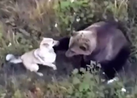 Perro husky se hace amigo de osos (VIDEO)