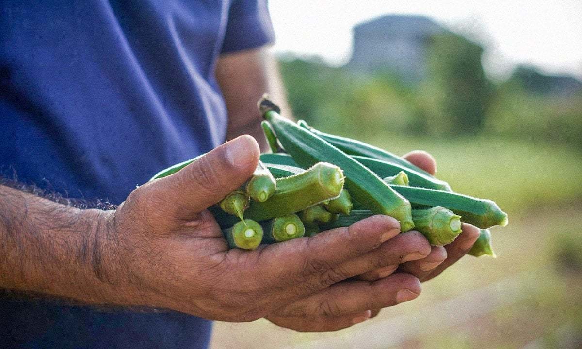 La Okra es una hortaliza que se produce en la zona fronteriza de Tamaulipas y se exporta a los Estados Unidos. Foto: Ametller