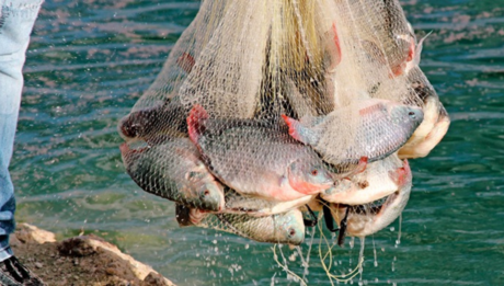 La pesca ilegal en México representa el 40 por ciento de la captura total