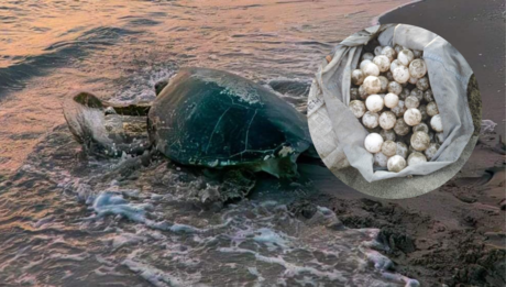 Inicia la temporada de anidación de tortugas en las costas yucatecas