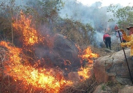 Incendio consume 15 hectáreas de un bosque en Veracruz