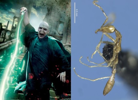 Hormiga Voldemort, nueva especie tenebrosa descubierta en Australia