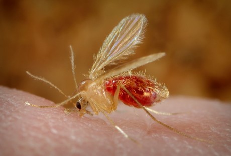 ¿Qué son los “jejenes”? Reportan aumento de mosquitos en Monterrey