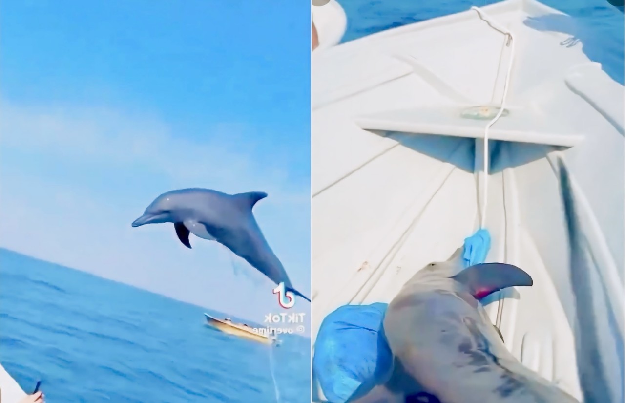 Delfín cayó accidentalmente a embarcación turística en playas de BCS. I Foto: Metrópoli MX.