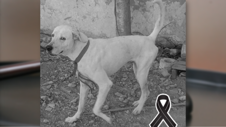 Justicia para Rufo: Sentenciado a 3 años y 9 meses de cárcel por maltrato animal