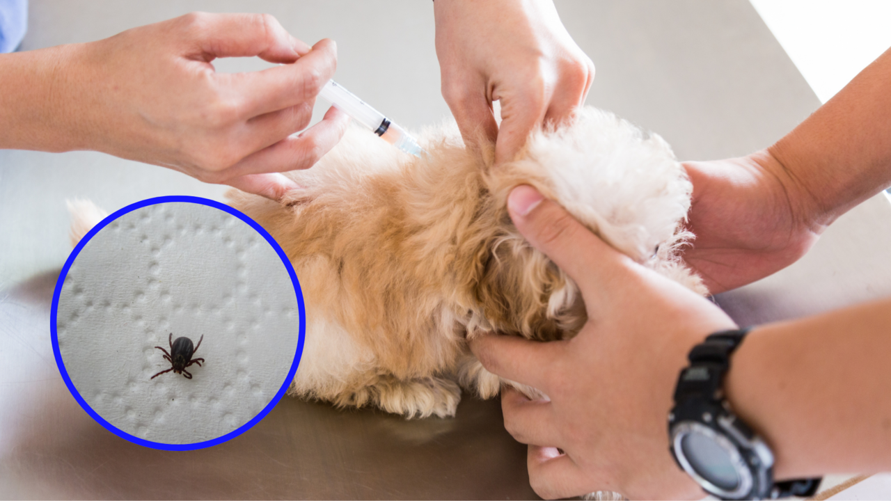 Un perrito siendo sujetado mientras lo vacunan y una imagen del portador de la rickettsiosis / Foto: CANVA