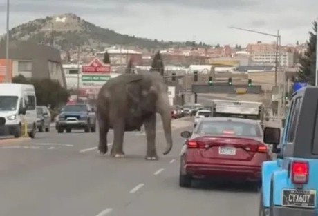 >Elefante se escapa de circo y pasea en calles de Montana (VIDEO)