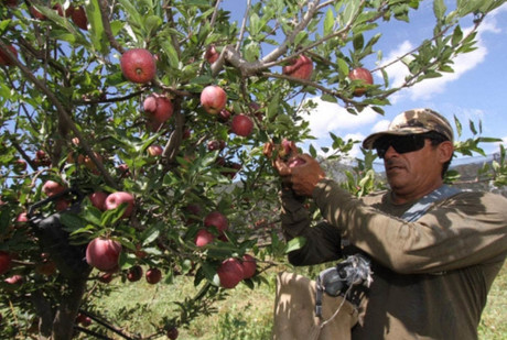 Identifican afectaciones de hasta el 30 % de cultivos de manzana en Arteaga