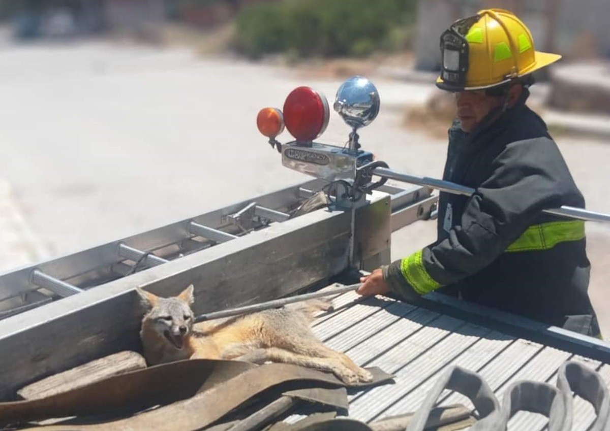 Un elemento de Protección Civil de Zacatecas mantiene quieto al zorro luego de ser rescatado tras ser atropellado. Foto: Twitter @PCEstatalZac