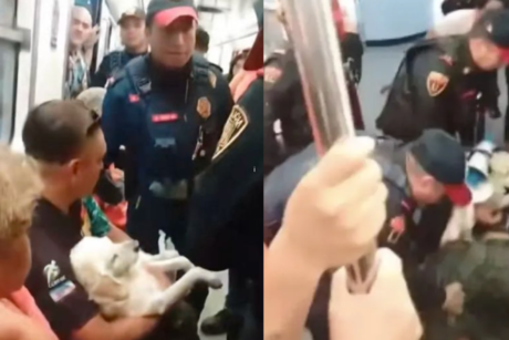 VIDEO: Policías sacan a hombre con perrito herido del Metro en CDMX