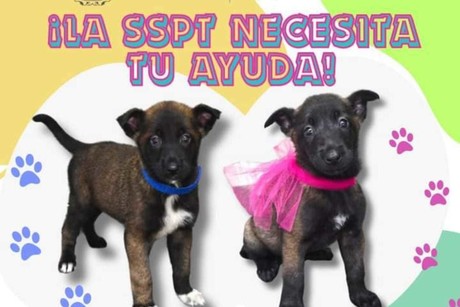 SSP pide ayuda a poner nombre a los nuevos cachorros