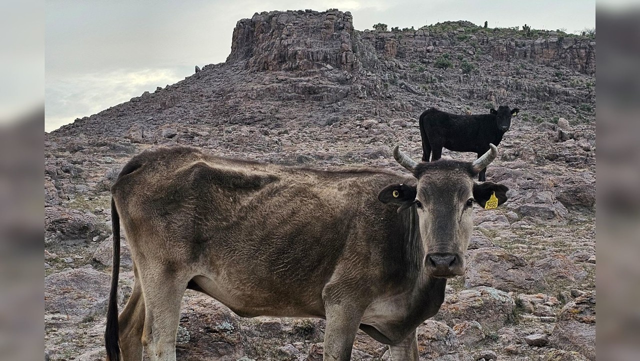 Un animal de campo que sufre de los estragos que deja la sequía en el estado de Durango. Foto: Luis Lozano.
