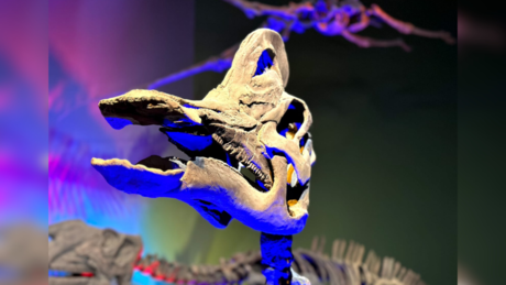 Un viaje paleontológico por el Museo del Desierto: Andares de David Dorantes