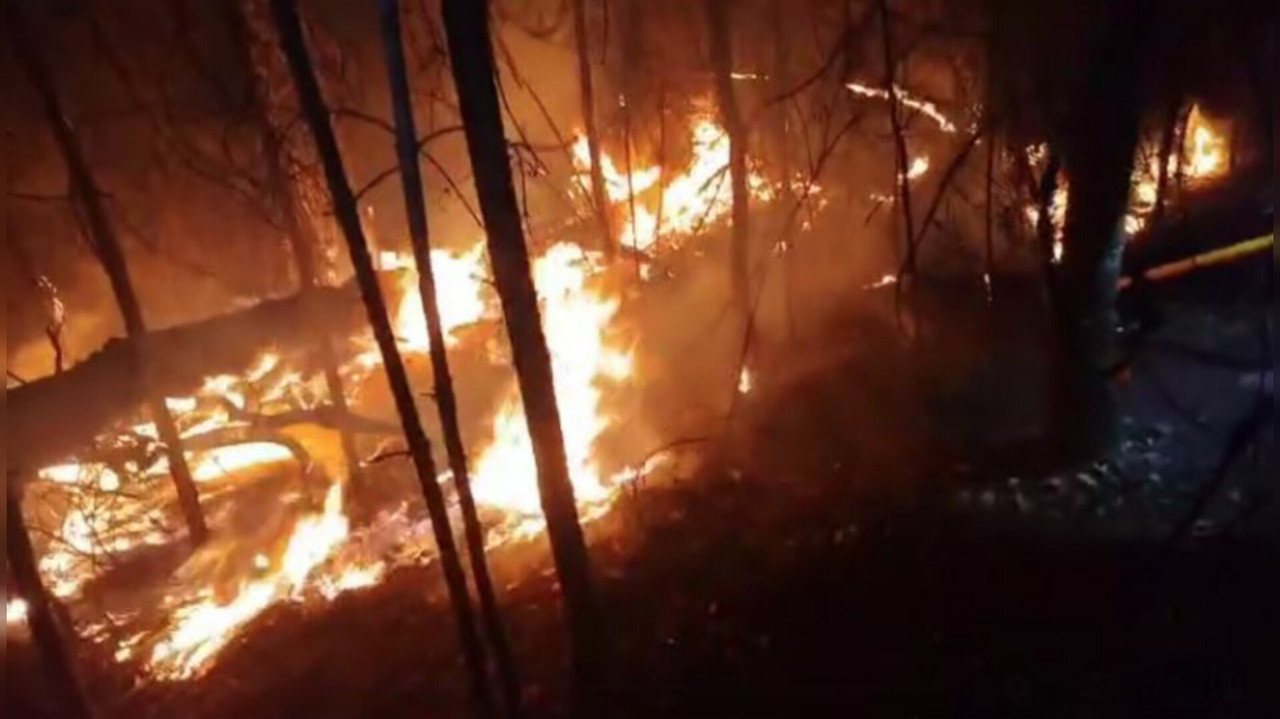 Probosque pide denunciar cualquier punto de fuego para evitar que se extienda y se convierta en un incendio forestal. Foto: Captura de pantalla