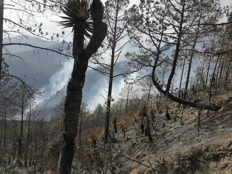 Más de 800 hectáreas afectadas por incendios forestales en Tamaulipas