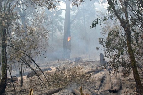 Suben de cuatro a 10 los incendios forestales activos en Edoméx