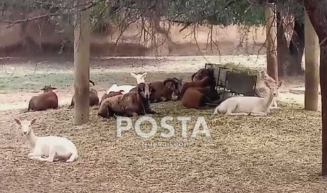 ¿Cómo se comportaron los animales de Parque La Pastora durante el eclipse solar?