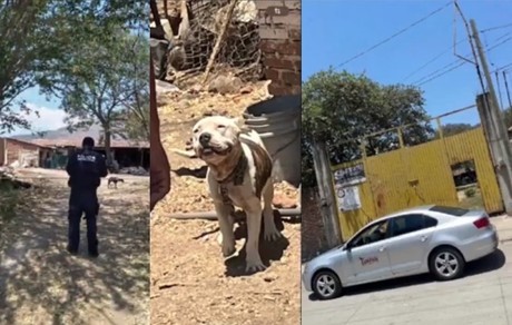 Pitbull mata a niño de 2 años en Tuxpan, Jalisco
