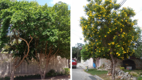 ¿Cómo adoptar un árbol en Mérida? Esto es lo que tienes que saber