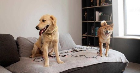 Diputados del Edoméx aprueban ley que permite tener mascotas en condominios