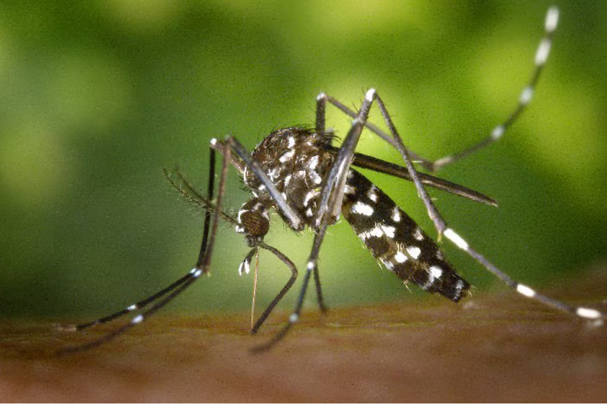 Aedes aegypti, mosco transmisor del dengue. Foto: OPS