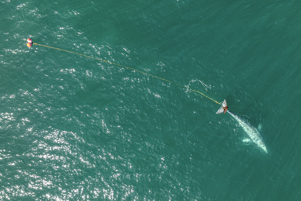 En esta fotografía aérea difundida por Tony Corso Images se puede ver a una ballena gris de 9 metros (30 pies) de largo con la cola enredada en una enorme red agallera, el martes 9 de abril de 2024, frente a las costas de Pacifica, California. (Tony Corso 