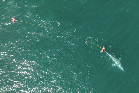 Equipo de rescate busca desesperadamente a ballena gris enredada
