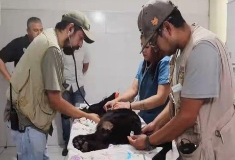 Muere jaguar tras inundación de aguas negras en Morelia