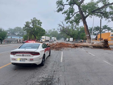 Circulación cerrada en carretera Victoria-Monterrey por caída de árbol