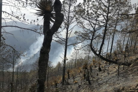 Se mantienen activos dos incendios forestales en Tamaulipas