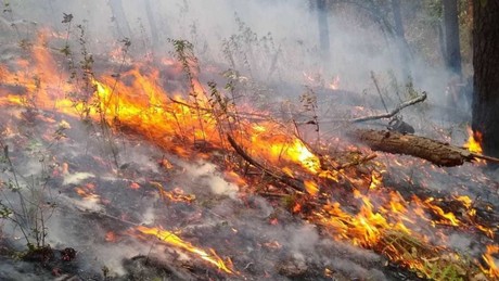 Liquidan seis incendios forestales en Edomex
