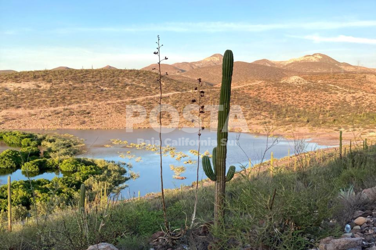 Plantas endémicas de Baja California Sur. Foto: Florencio Banda / POSTA BCS
