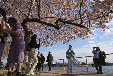 Japón regalará 250 cerezos nuevos para reemplazar árboles talados por obras