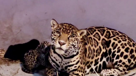 Conoce a los tres cachorros de jaguar, que acaban de nacer en Chapultepec