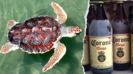 La caguama y la tortuga, descubre la relación de la cerveza con la vida marina