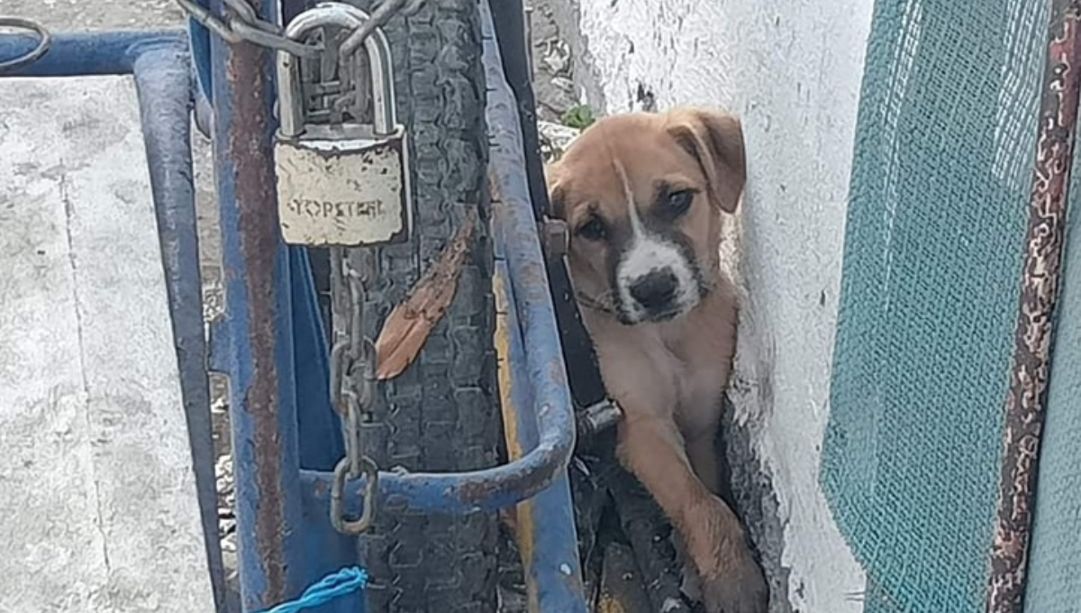 El perrito ya fue rescatado y será puesto en adopción Fotos: Derly Mezquita