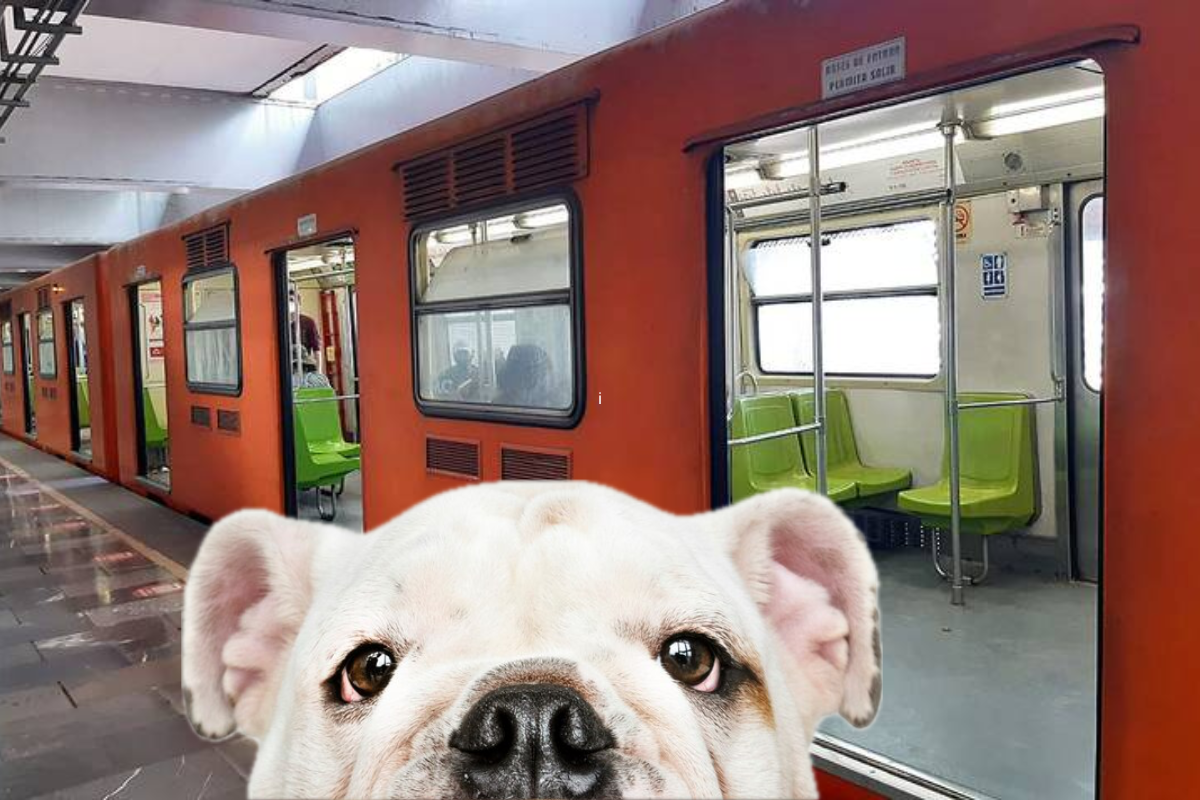 Luego de un caso que se popularizó en redes sociales, usuarios se preguntan si se puede viajar con sus mascotas en el transporte público. Foto: Especial