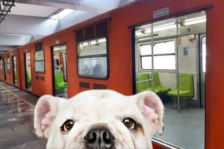¿Se puede viajar con perros en el Metro y Metrobús en CDMX?