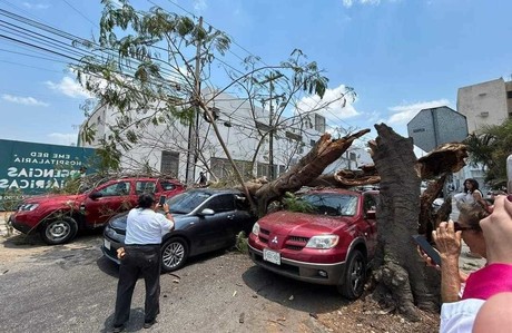 ¡Un árbol de Flamboyán colapsó sobre tres vehículos y una motocicleta!