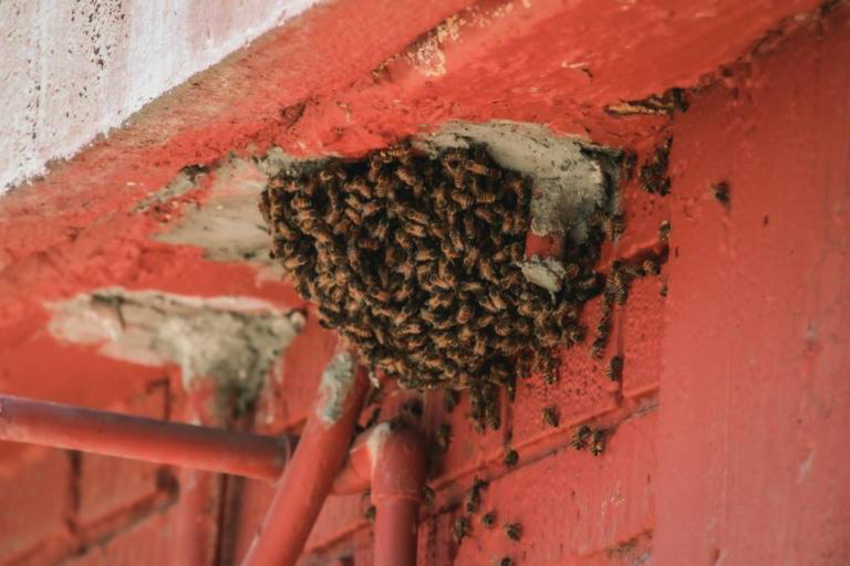 Enjambre de abejas en escuela primaria. Foto: Imagen ilustrativa