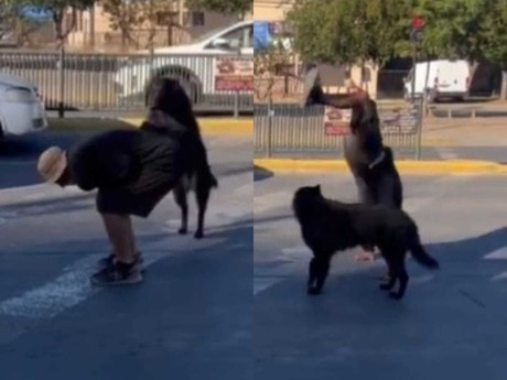 Perro hace parkour junto a su dueño en semáforos de calle